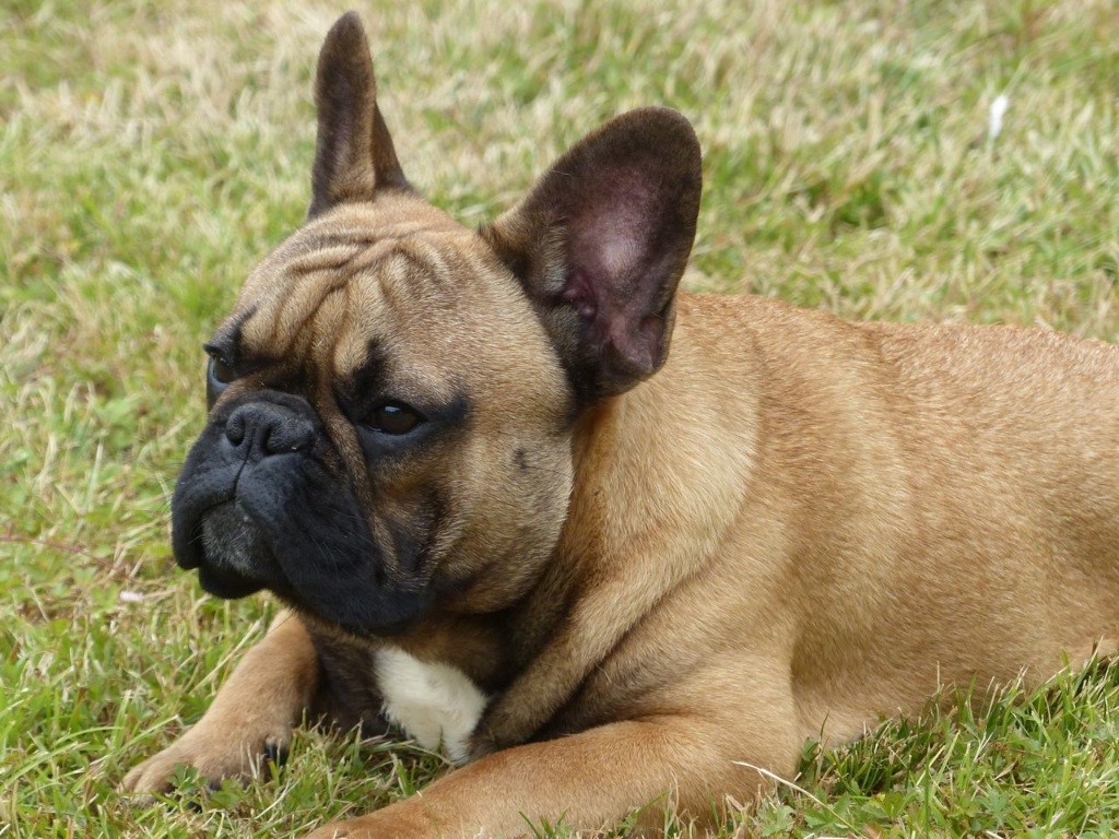 Rolly rocco dardania domus