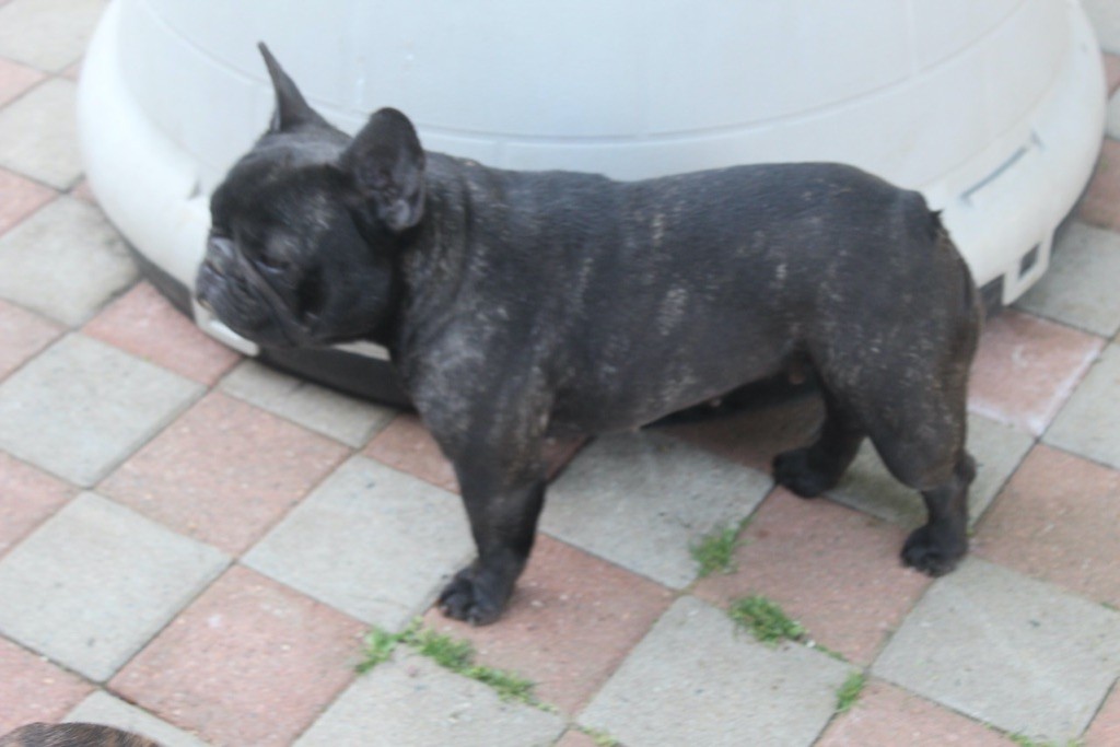 Nougatine Of Churchill Bull