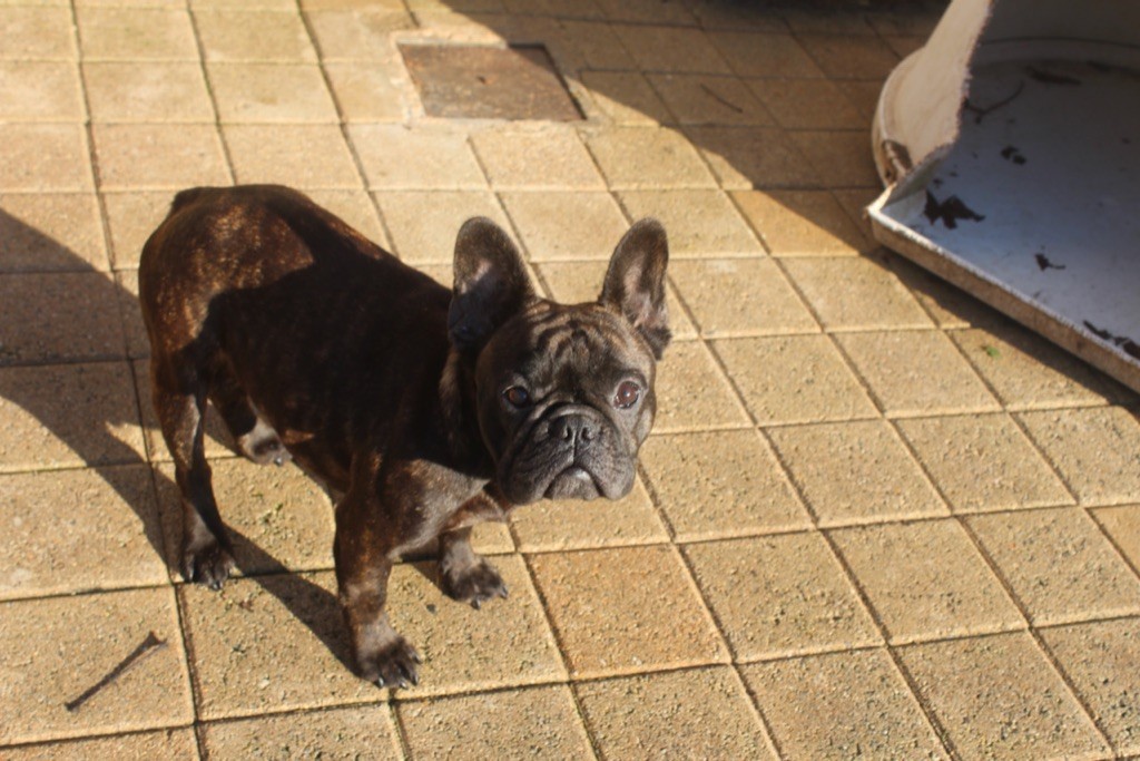Penelope Of Churchill Bull