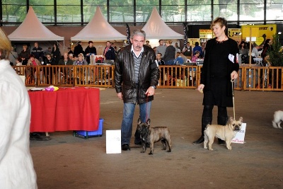 Of Churchill Bull - Encore une victoire pour la jolie Falbala