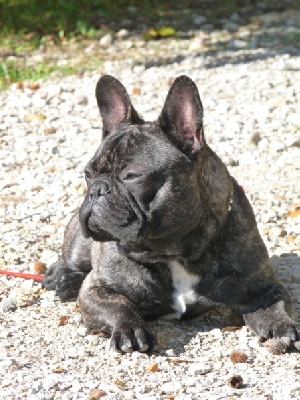 Of Churchill Bull - Fripouille fils de Gilbert de la Parure
